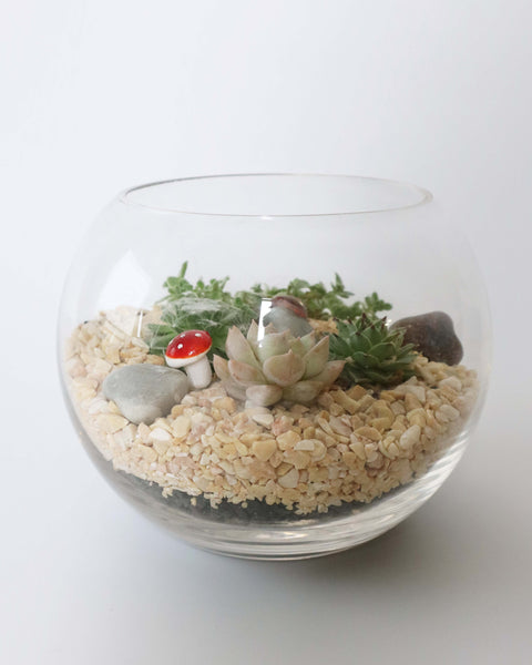 Terrario de suculenta o mini jardín