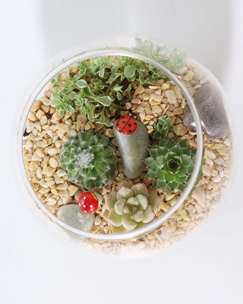 Terrario de suculenta o mini jardín