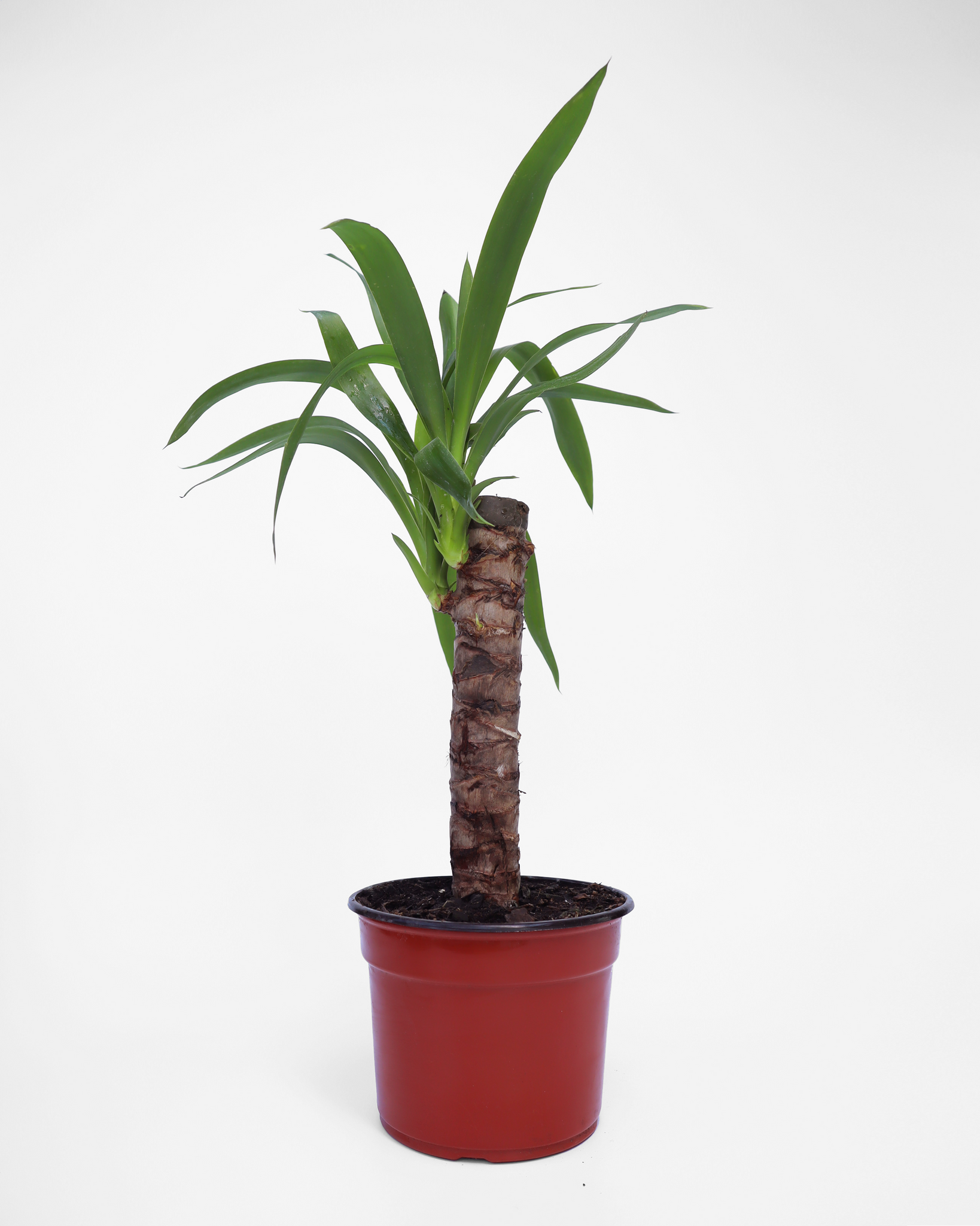 Perfecta para jardines de estilo desértico, así como para macetas grandes en patios o interiores modernos. 