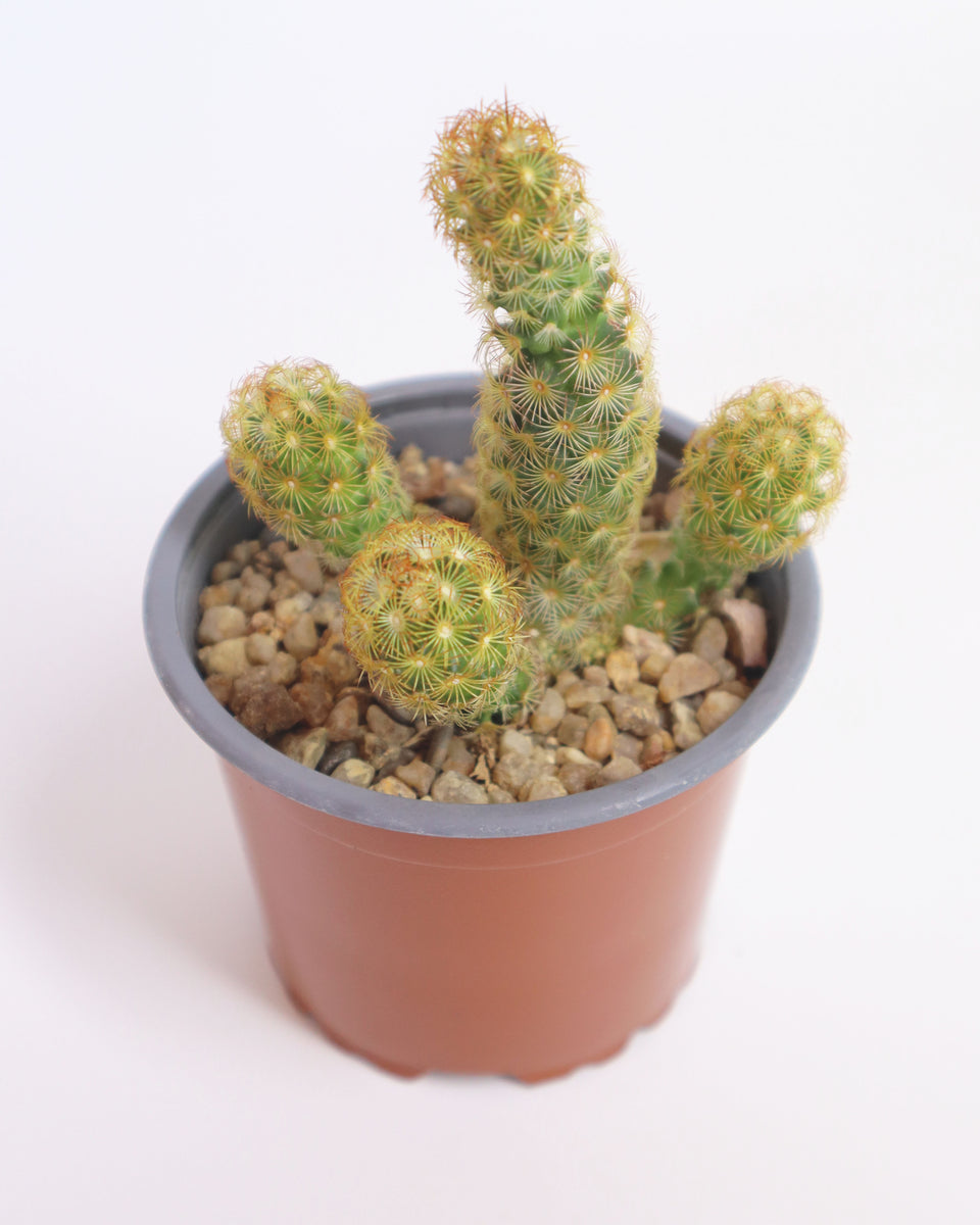 Cactus Mamilaria Amarillo