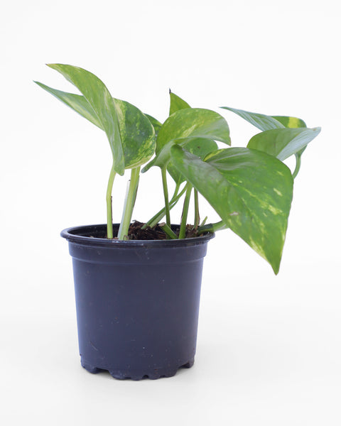  Ideal para decorar cualquier rincón de la casa, oficina o espacio interior. 