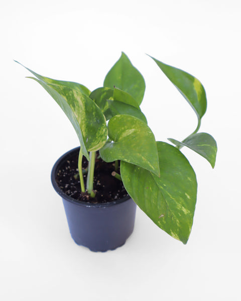  Ideal para decorar cualquier rincón de la casa, oficina o espacio interior. 