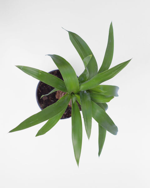 Perfecta para jardines de estilo desértico, así como para macetas grandes en patios o interiores modernos. 