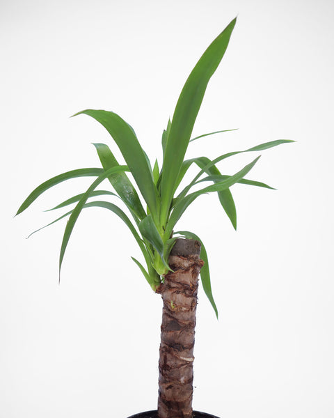 Perfecta para jardines de estilo desértico, así como para macetas grandes en patios o interiores modernos. 